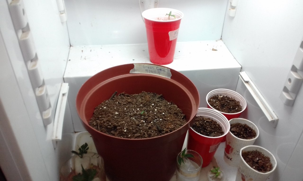 Stuggling seedlings in hatching fridge Ww clones in front.jpg