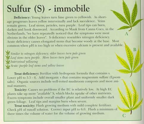 sulphur-info-marijuana.jpg