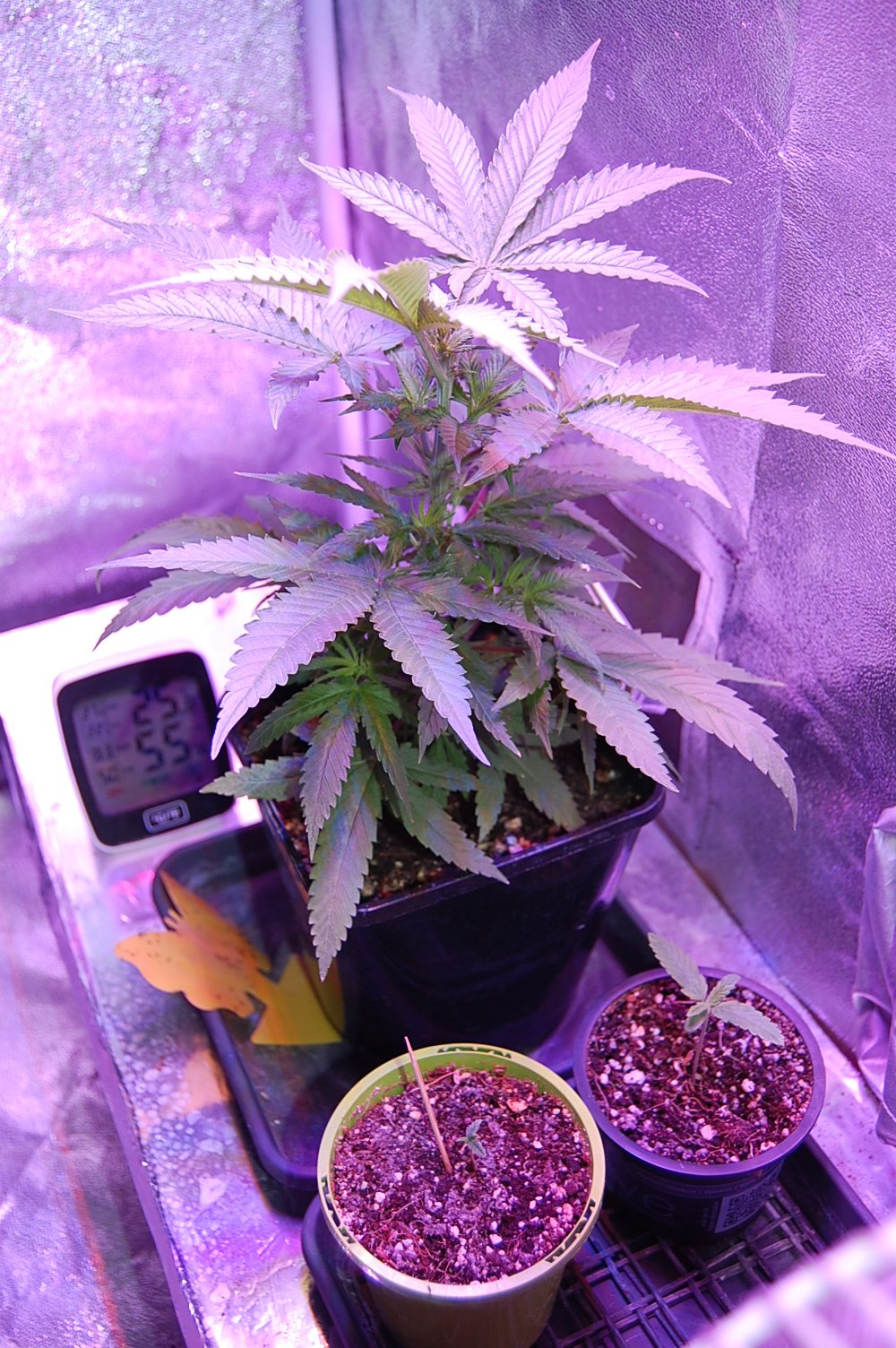 sweet-zombie-cannabis-plant.JPG