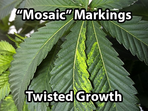 tobacco-mosaic-virus-cannabis.jpg