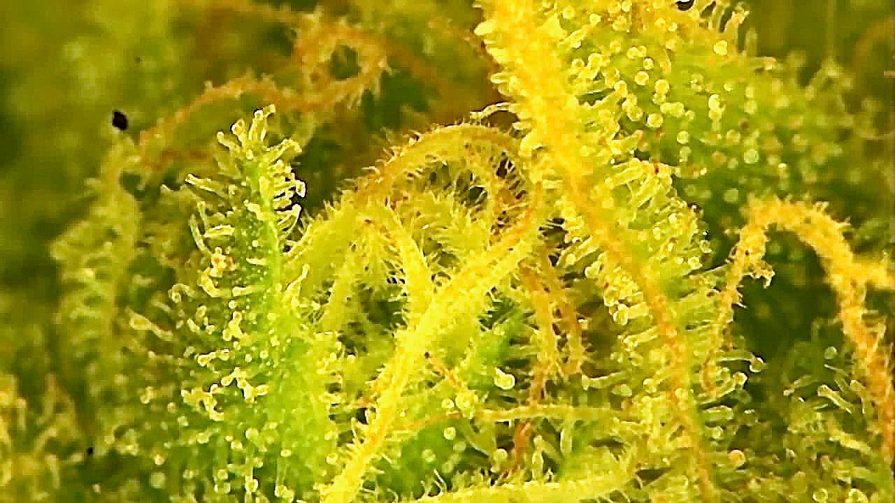 Trichome 1 almost done.jpg