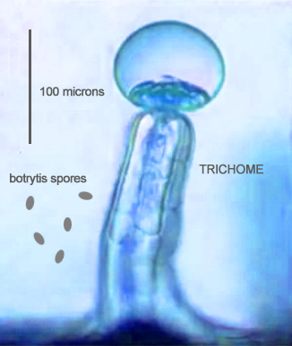 trichome and botrytis1.jpg