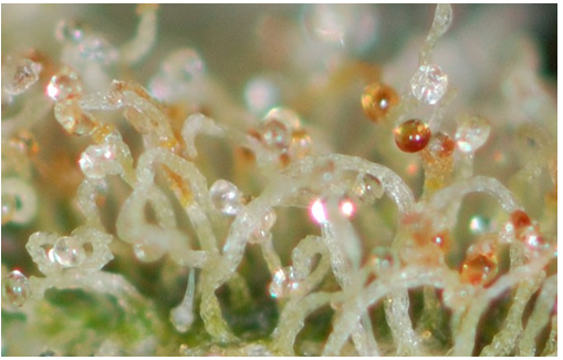 Trichomes-Amber.png