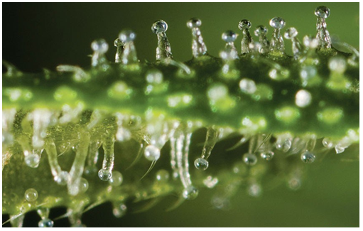 Trichomes-Clear.png