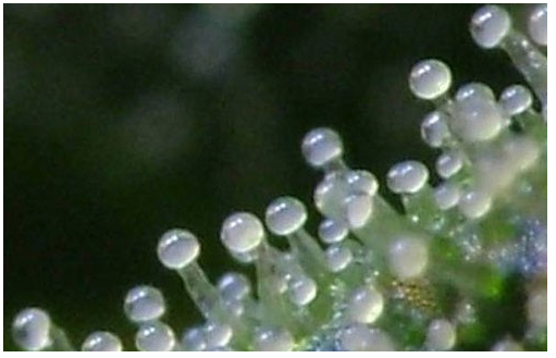 Trichomes-milky.png