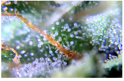 Trichomes-Partially-Cloudy.png