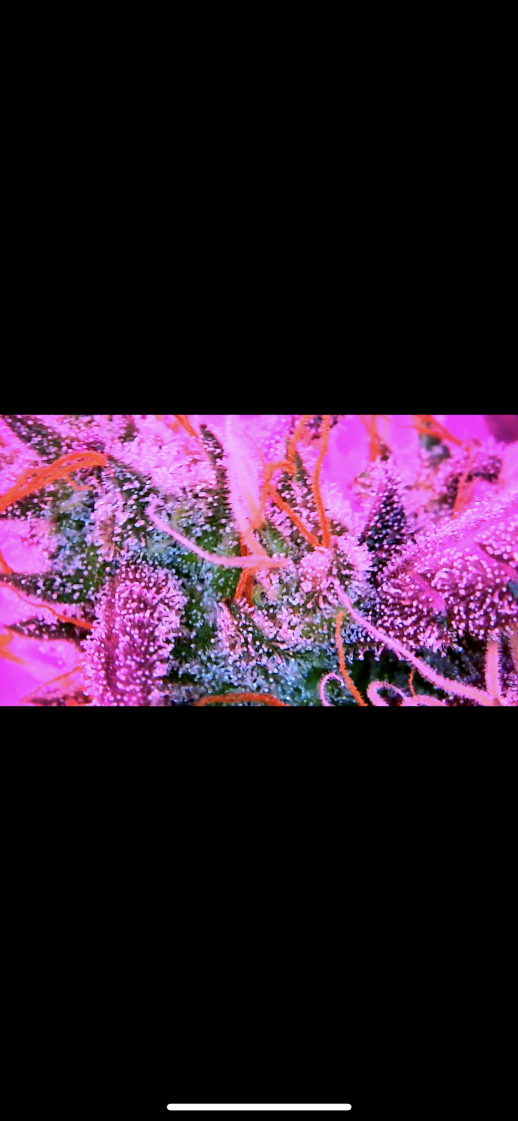 Trichomes.PNG
