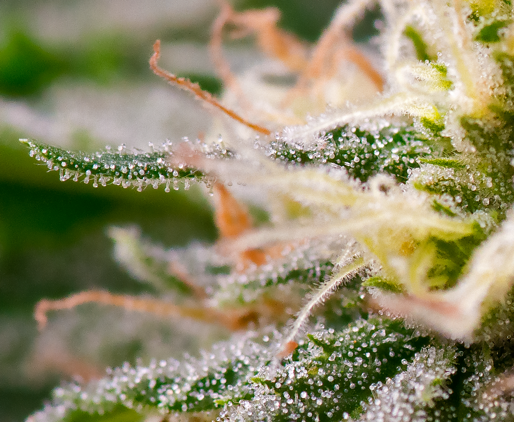 Trichomes-Resize-Png.png
