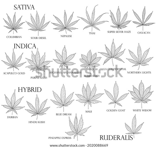 types-weed-sativa-indica-hybrid-600w-2020088669 (1).jpg