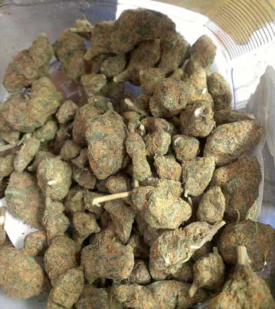 ultra-dense-nugs-cannabis-buds-treated-with-pgr-sm.jpg