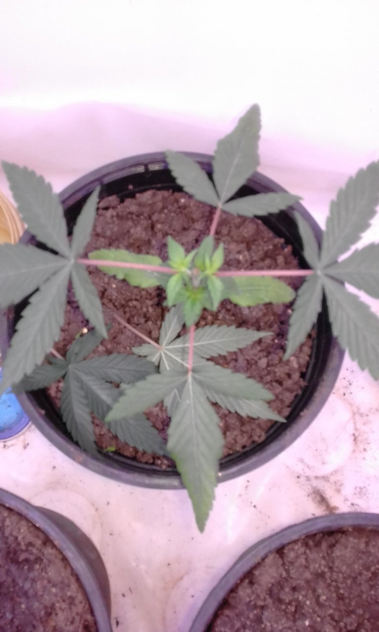 White widow 1 topped above fourth node.jpg