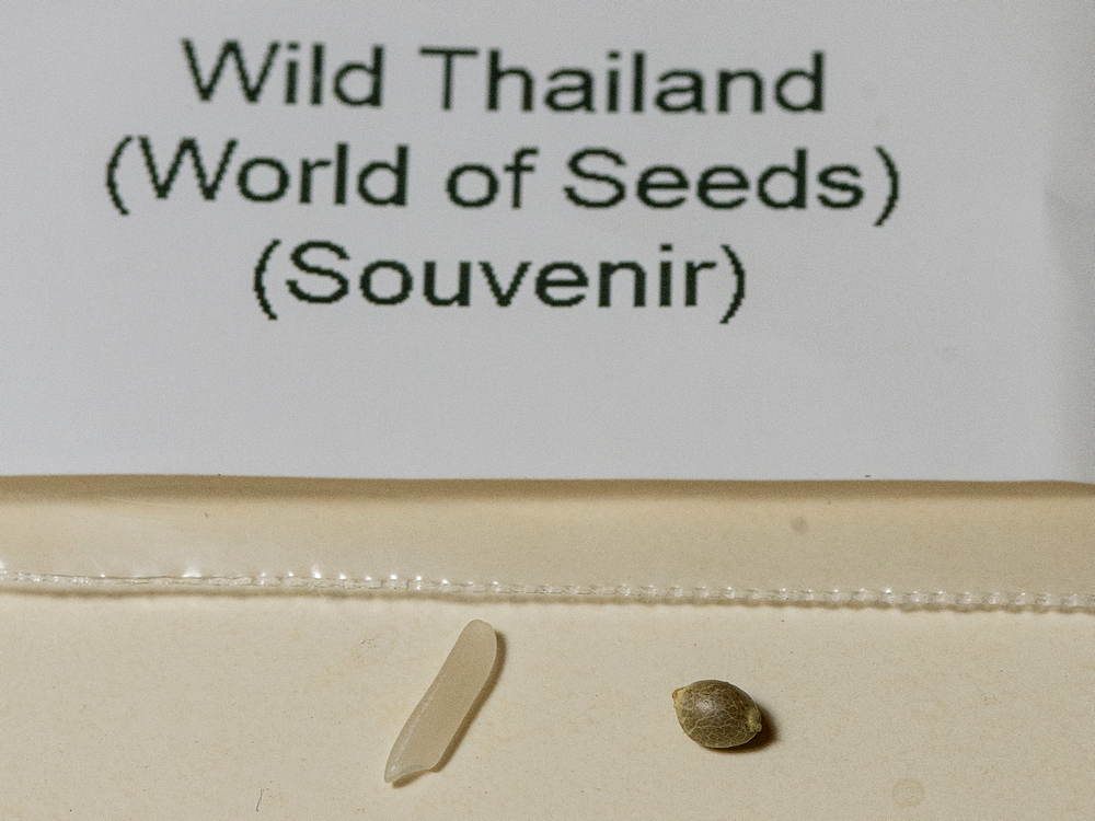 Wild Thailand seed.jpg