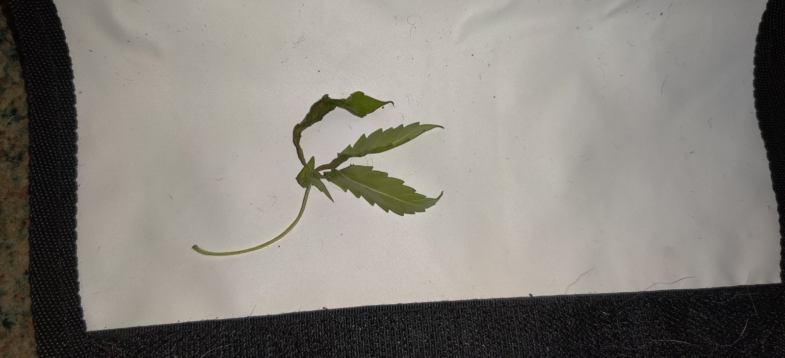 Wilted Leaf Drop off Plant C.jpg