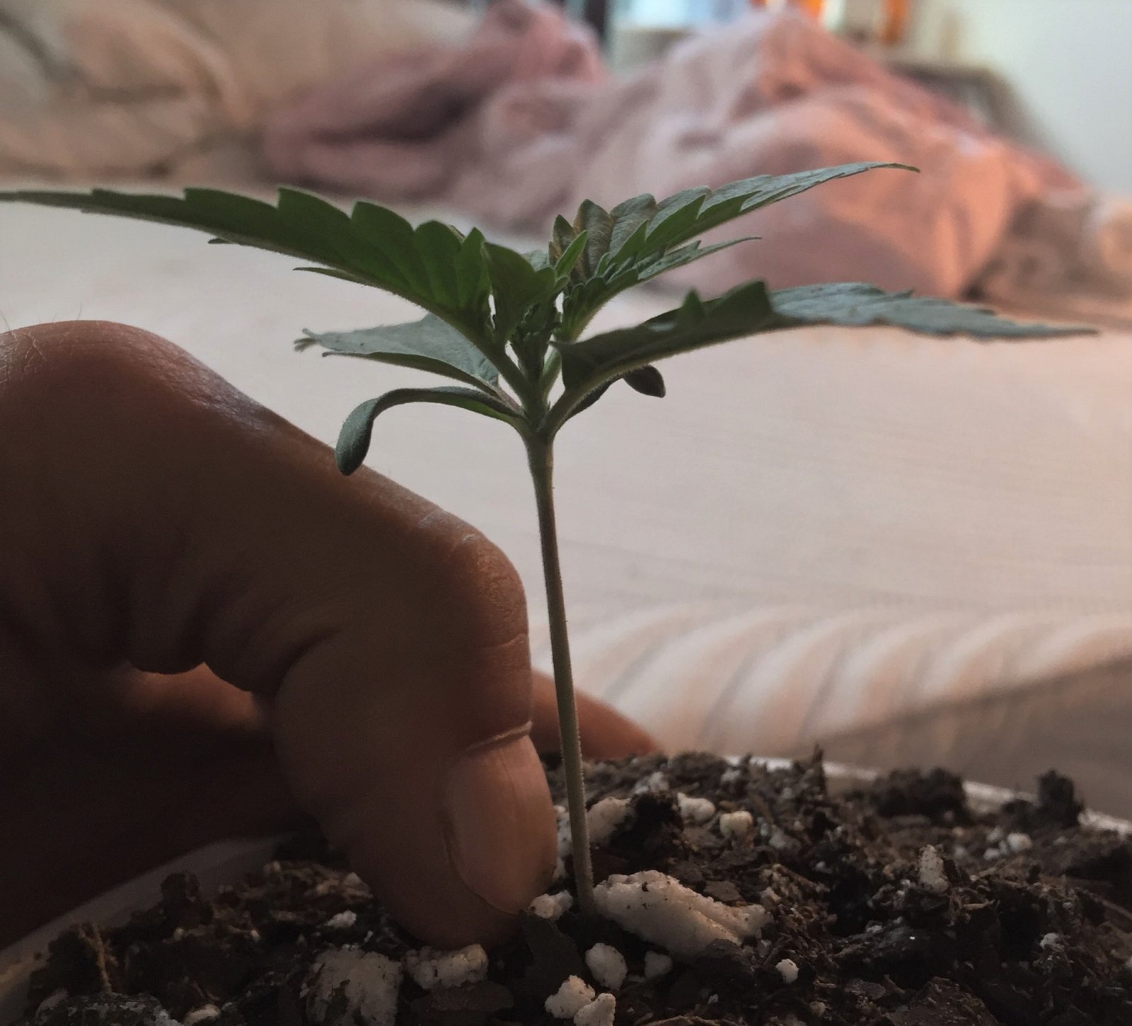 With thumb to show how much stem to first leaves.jpg