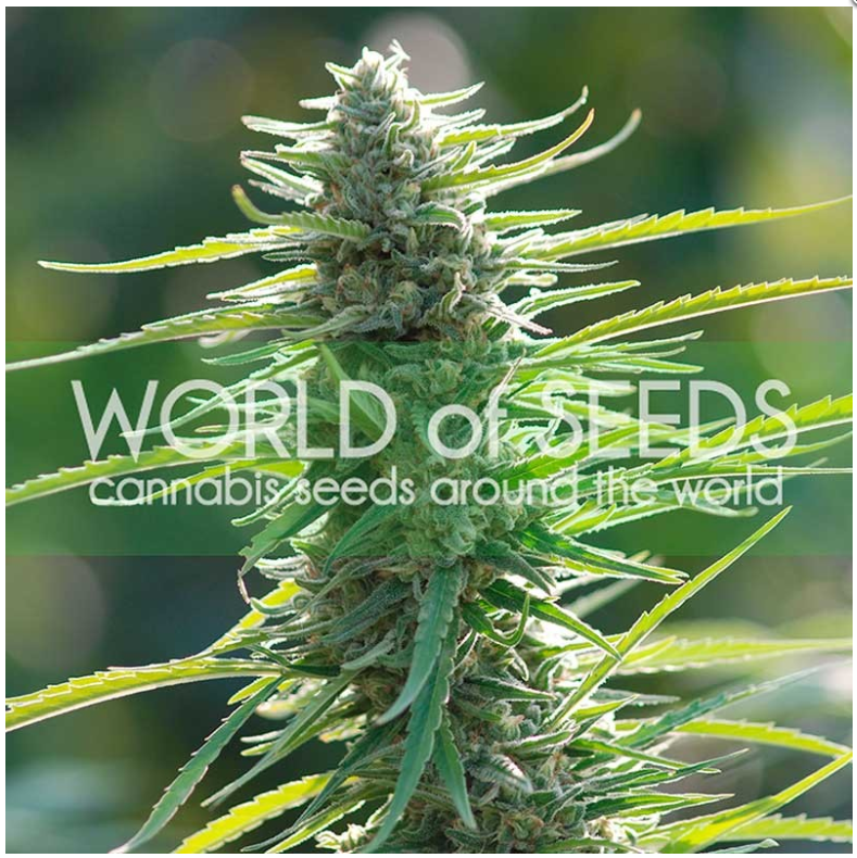 World of Seeds Columbian Gold.png