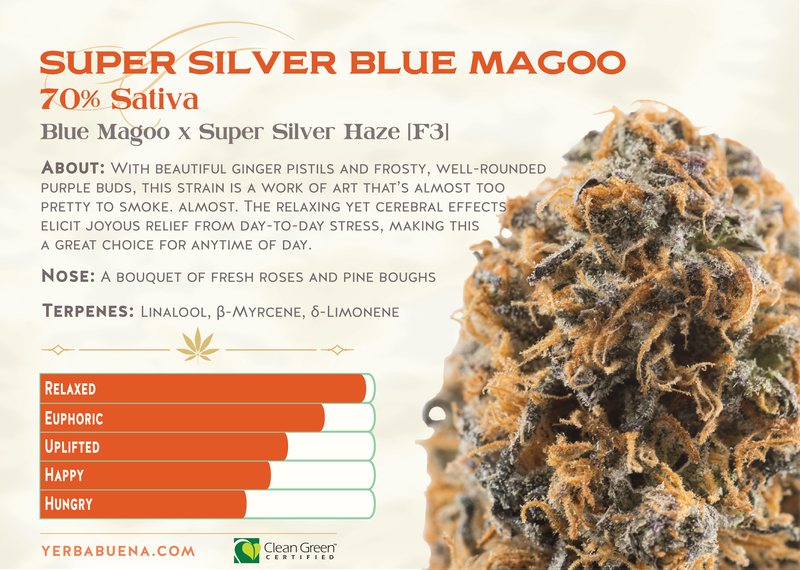 Yerba-Buena-Cannabis-Oregon-Super-Silver-Blue-Magoo-Strain.jpg