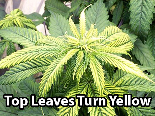 Zinc deficiency on cannabis plants cause the top leaves to turn yellow