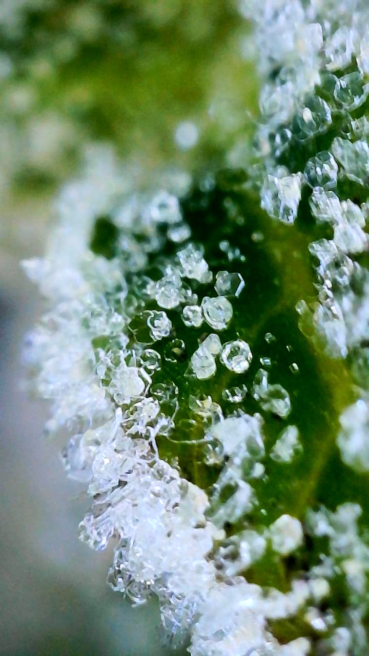 Zkittlez Frosted Trichomes.JPG