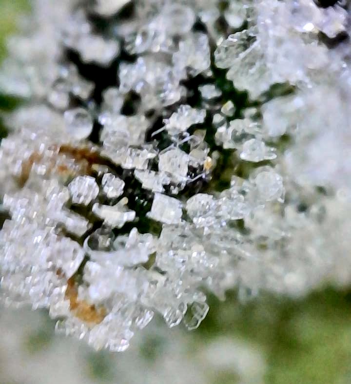 Zkittlez Frosted Trichomes4.JPG