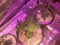 bagseed beta day 35 from seed.JPG