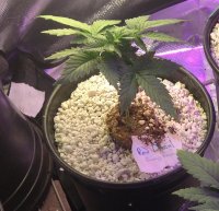 RD day 35 from seed.jpg