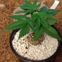 RD day 41 from seed.jpg