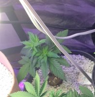 RD day 47 from seed.jpg