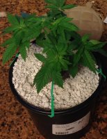 AP day 42 from seed.jpg