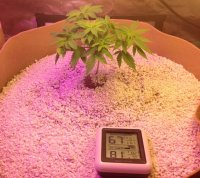 AP day 48 from seed.jpg