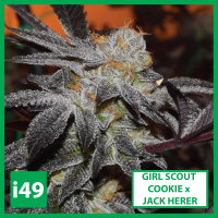 Girl-Scout-Cookie-x-Jack-Herer.png