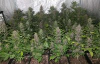 sog-grow-cannabis-sea-of-green-method.jpg