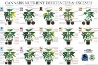 marijuana-deficiency-chart-jorge-cervantes (1).jpg