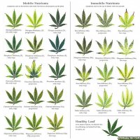 marijuana-deficiency-chart.jpg