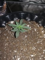 Amnesia Haze Plant 19 days old .jpg