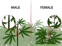 aid3289179-v4-728px-Identify-Female-and-Male-Marijuana-Plants-Step-1-Version-3.jpg