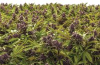 Cannabis-Field-Sirius-Black@2x.jpg