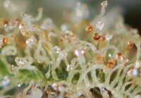 Cannabis-Trichomes-and-Growing-Marijuana.jpg