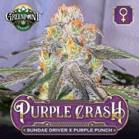 purple crash.png