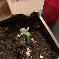 1743920_dancehall-3-grow-journal-by-pearceys-plantscustomdancehall_xl.jpg