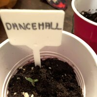 1743921_dancehall-3-grow-journal-by-pearceys-plantscustomdancehall_xl.jpg