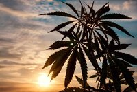 marijuana-plant-sunset.jpg
