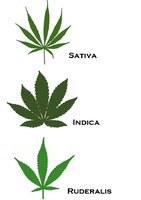 3-types-cannabis-strains-mod.jpg