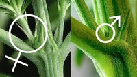 Growing-Cannabis-Plants-Training-1024x576.jpg