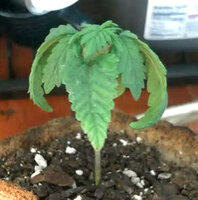 overwatered-marijuana-seedling.jpg