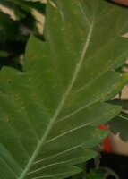 fan leaf (1).jpg