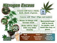 nitrogen-excess-in-a-cannabis-plant-e1555085534592.jpg