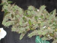 What-Is-Cannabis-Foxtailing-3.jpg