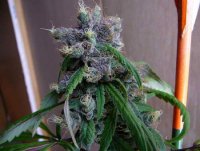 What-Is-Cannabis-Foxtailing-4.jpg