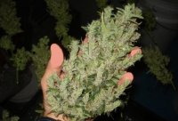 What-Is-Cannabis-Foxtailing-2.jpg