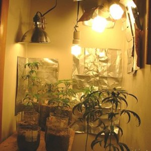 growroom